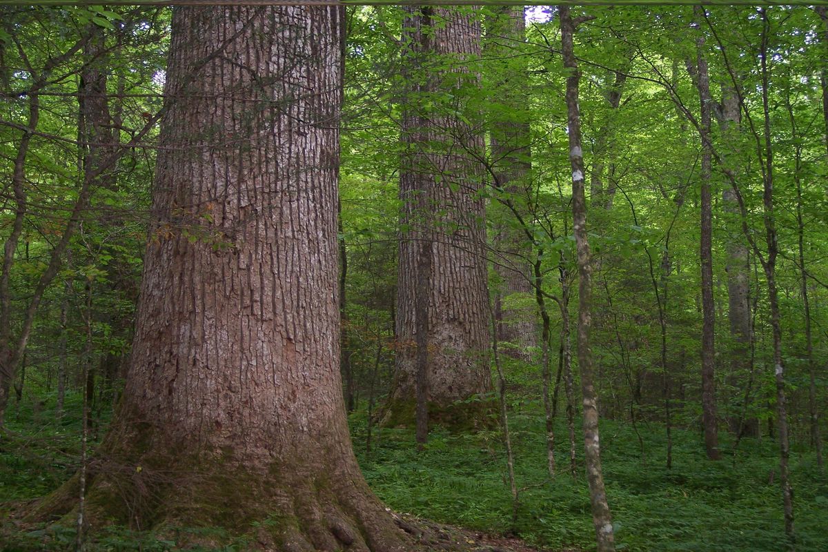 secret-waters-of-tennessees-joyce-kilmer