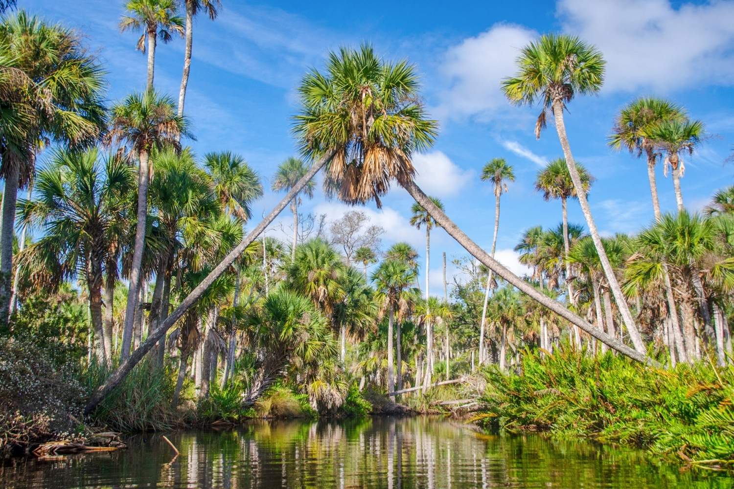 secrets-beneath-floridas-bulow-creek