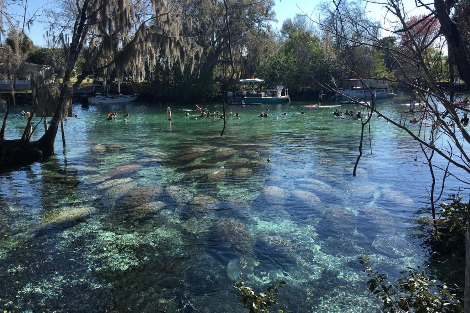 secrets-beneath-floridas-manatee-spring