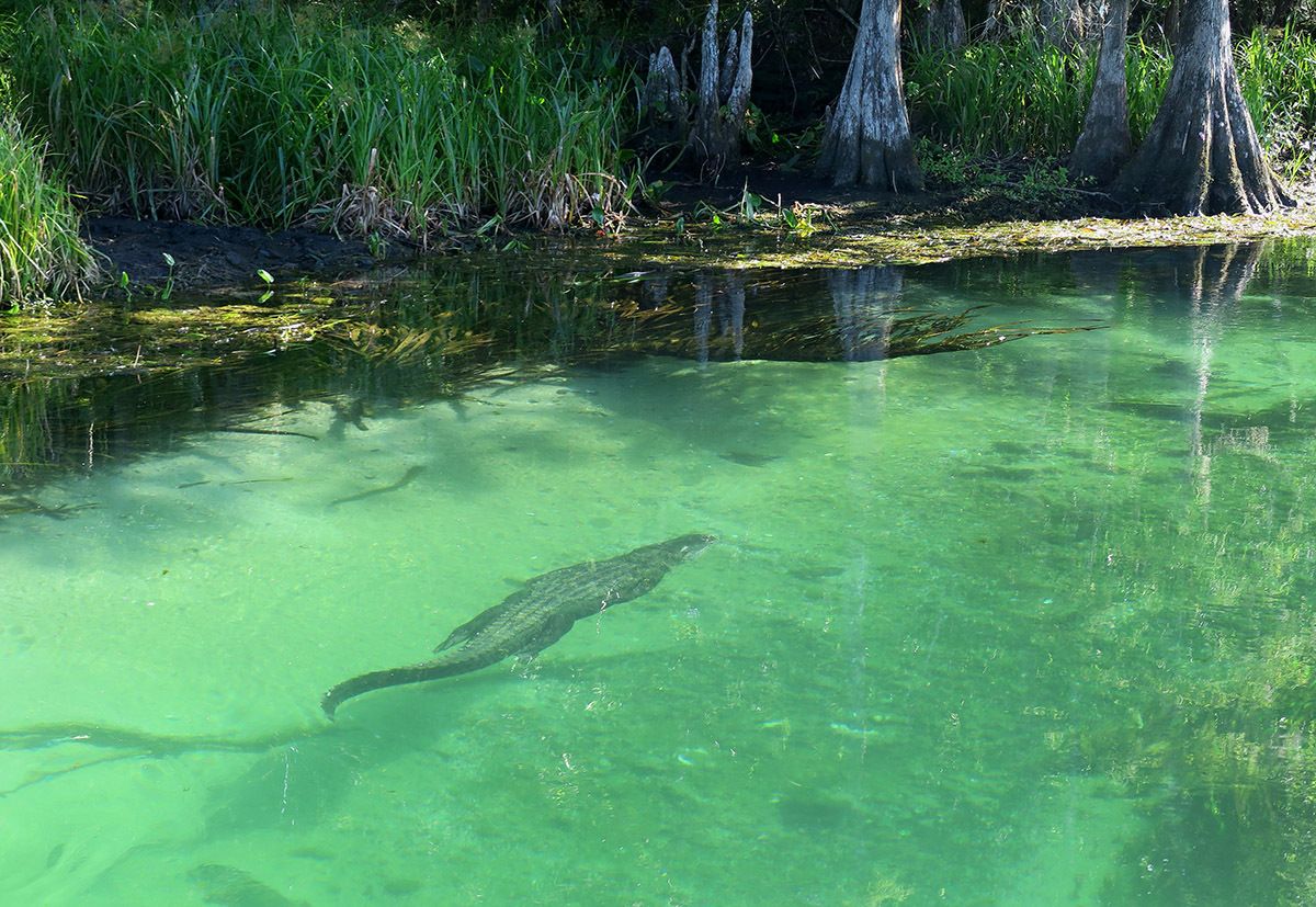 secrets-beneath-floridas-wakulla-springs