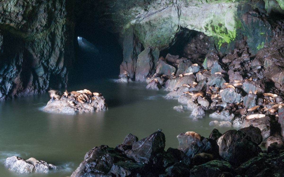 secrets-beneath-oregons-sea-lion-cave