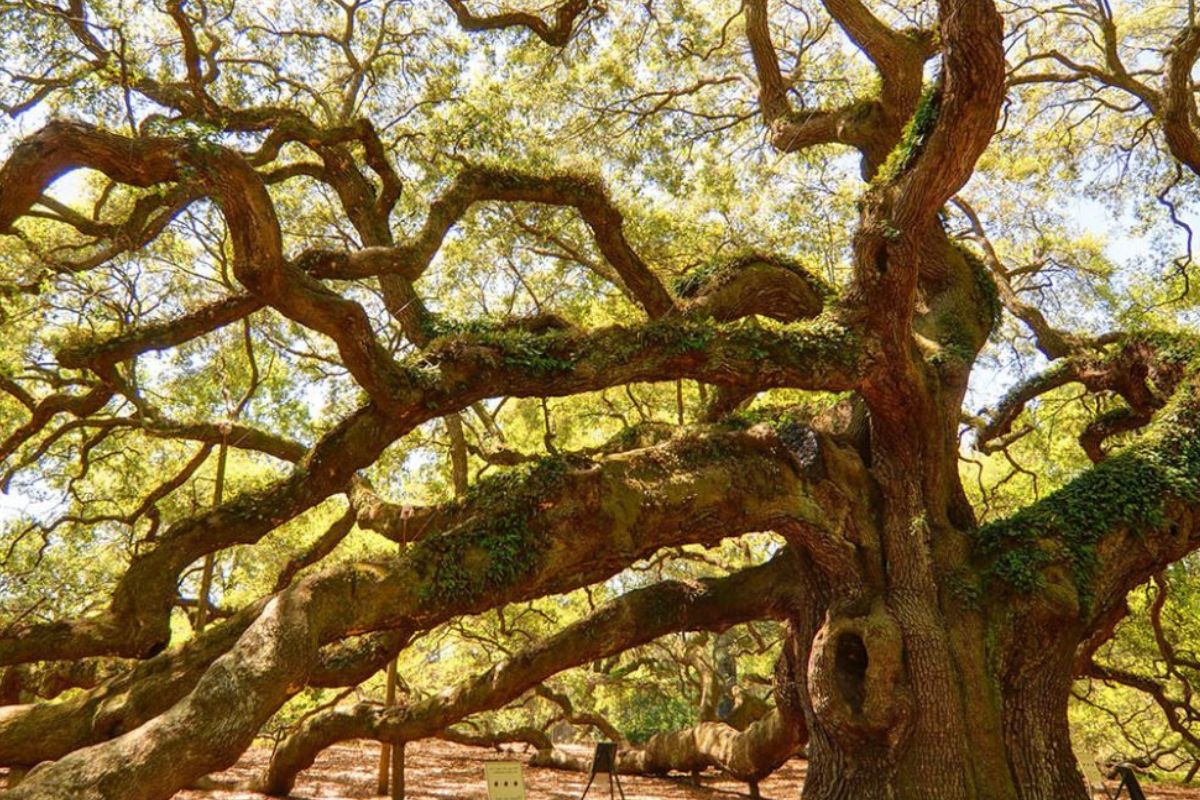 Secrets-Beneath-South-Carolina8217s-Angel-Oak secrets-beneath-south-carolinas-angel-oak