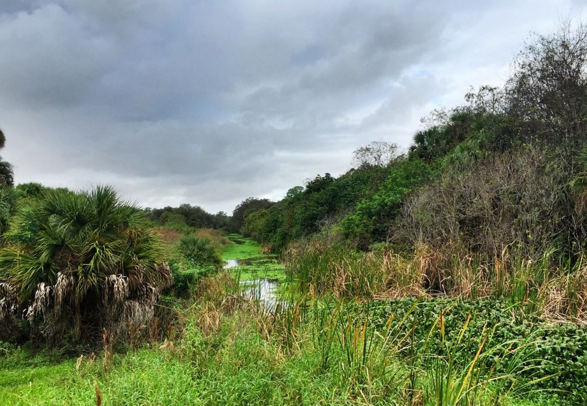 Secrets-Hidden-In-Florida8217s-Devil8217s-Garden secrets-hidden-in-floridas-devils-garden
