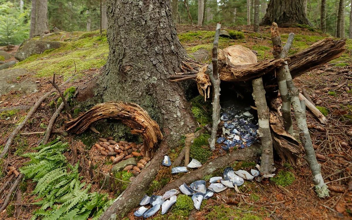 secrets-hidden-in-maines-cathedral-woods