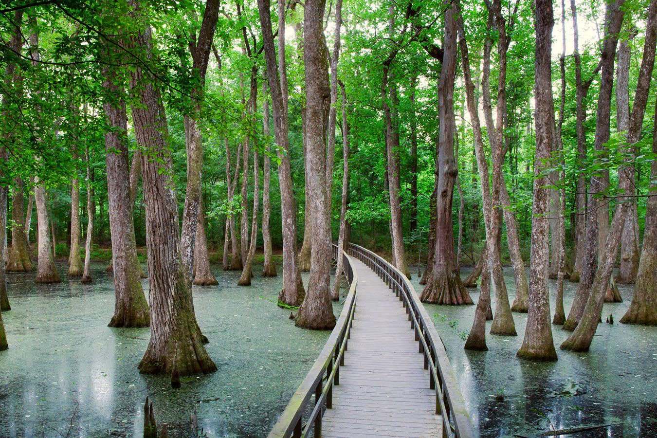 secrets-hidden-in-mississippis-bethel-creek