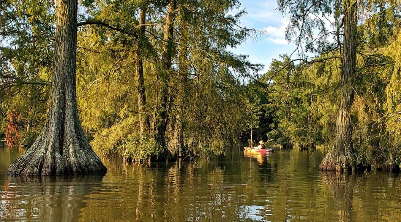 Secrets-Lurking-In-Delaware8217s-Trap-Pond secrets-lurking-in-delawares-trap-pond