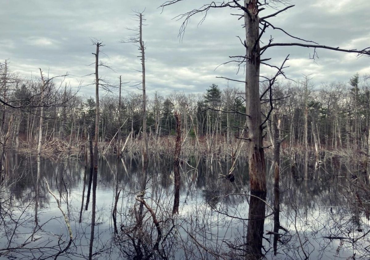 Secrets-Lurking-In-Rhode-Island8217s-Dark-Swamp secrets-lurking-in-rhode-islands-dark-swamp