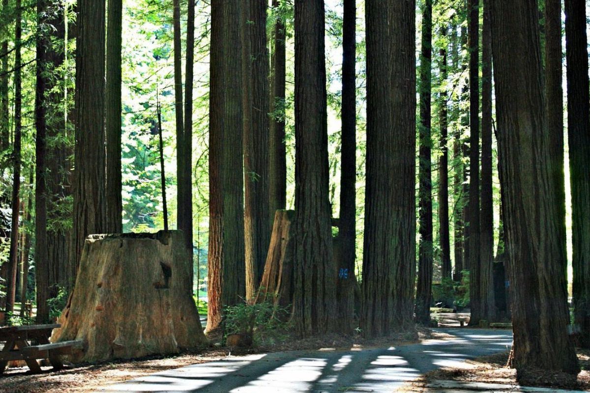 secrets-of-californias-avenue-of-giants