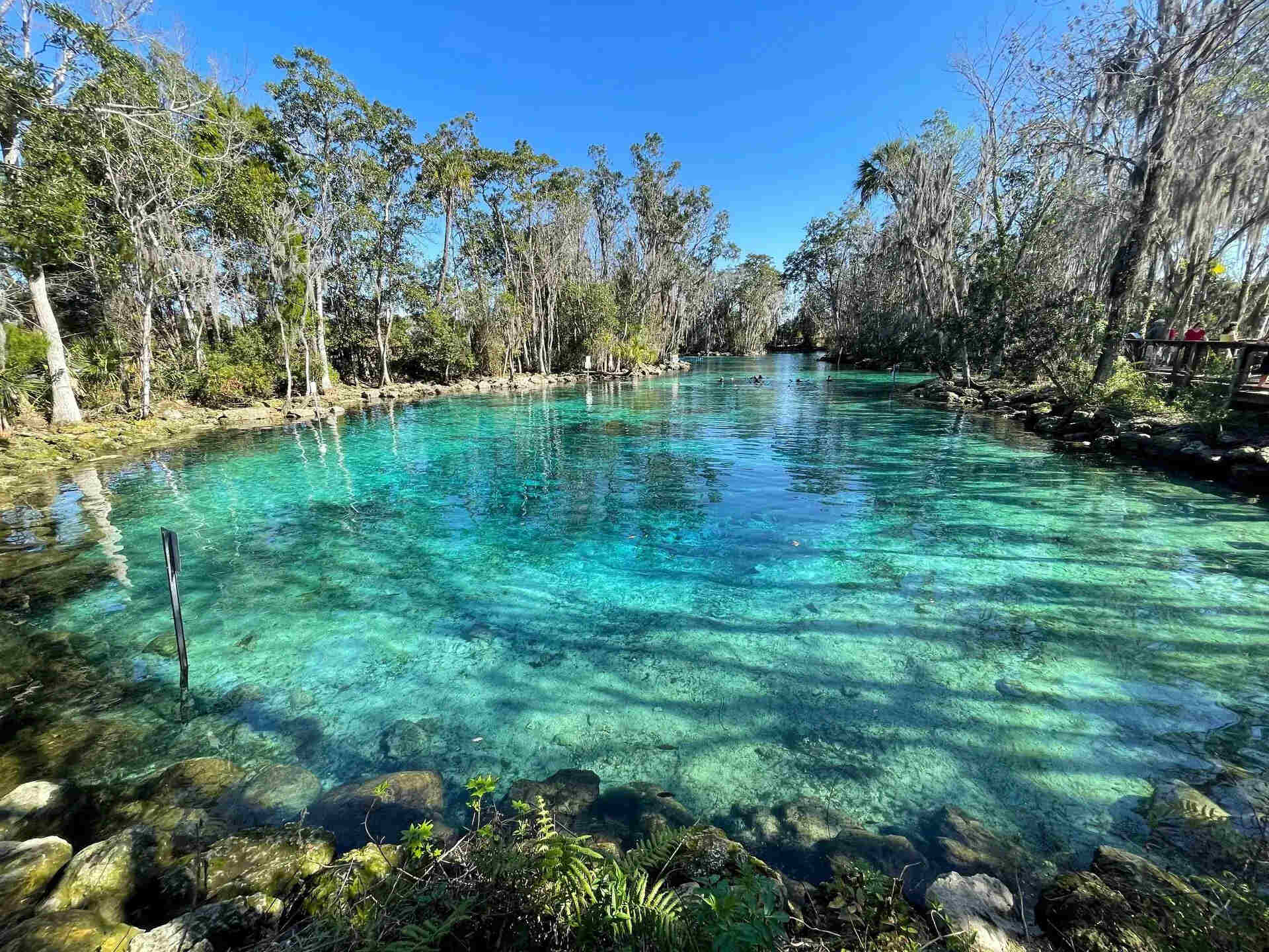 Secrets-Of-Florida8217s-Crystal-River-Springs secrets-of-floridas-crystal-river-springs