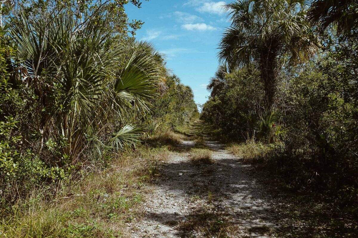 secrets-of-floridas-fakahatchee-trails
