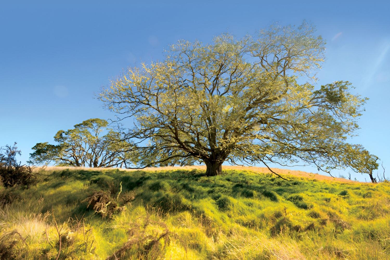 secrets-of-hawaiis-bird-valley-revealed