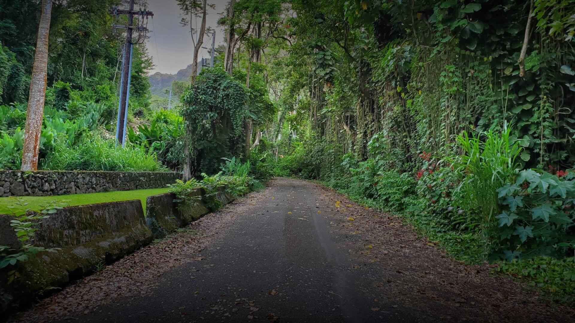 secrets-of-hawaiis-ghost-forest