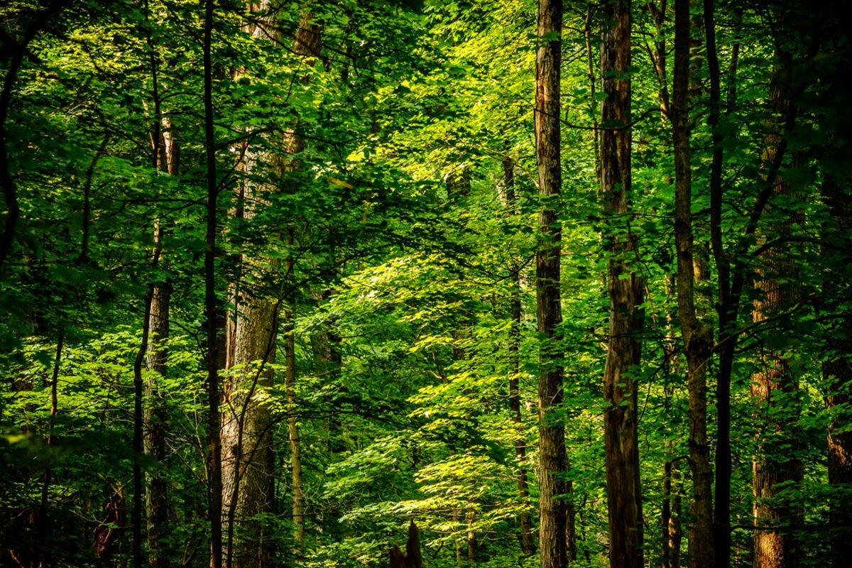 Secrets-Of-Illinois8217-Ancient-Forests secrets-of-illinois-ancient-forests