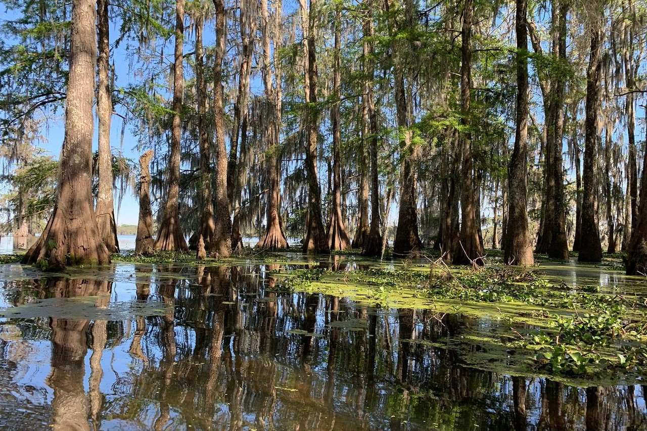 Secrets-Of-Louisiana8217s-Cypress-Island secrets-of-louisianas-cypress-island