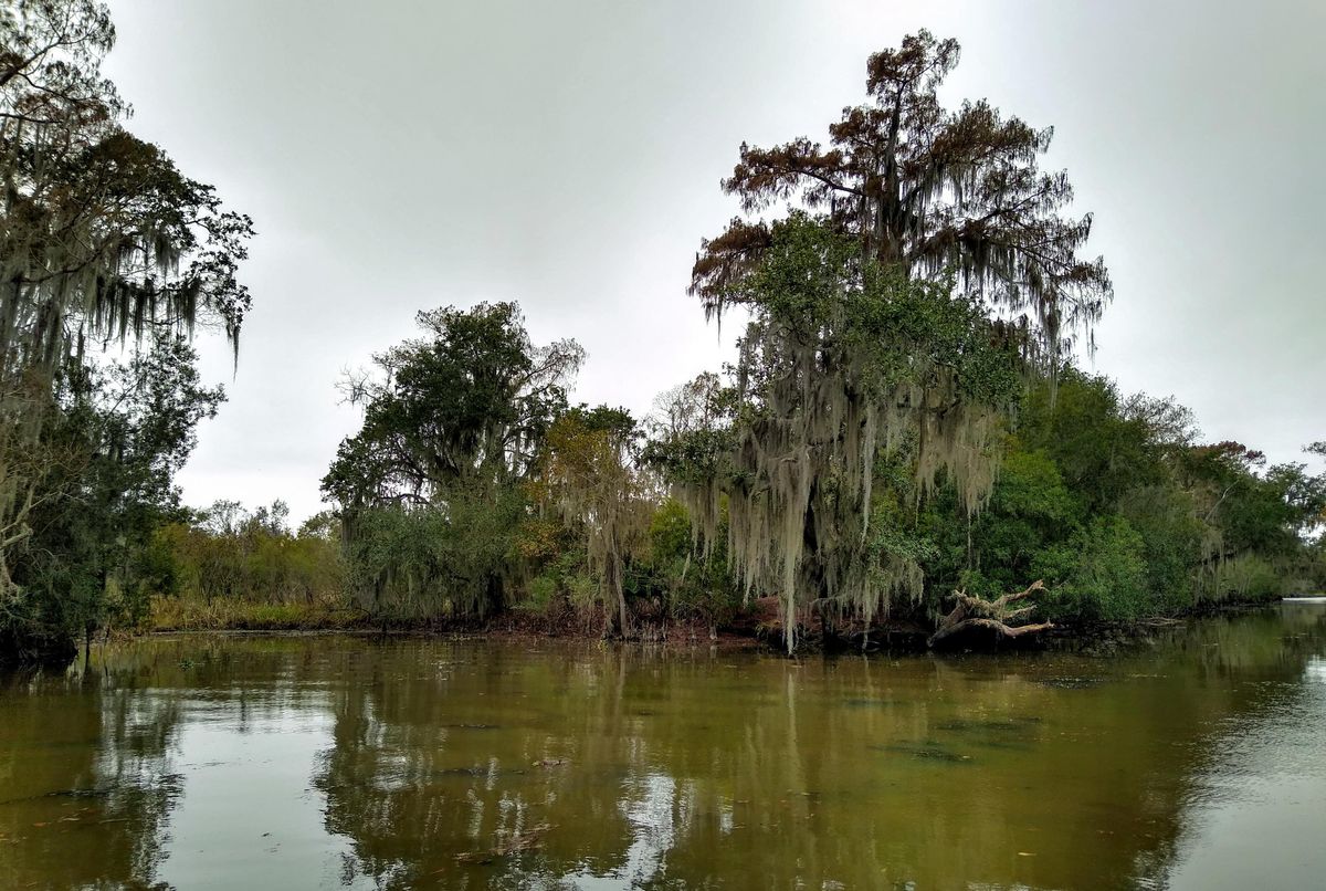 Secrets-Of-Louisiana8217s-Devil8217s-Swamp secrets-of-louisianas-devils-swamp