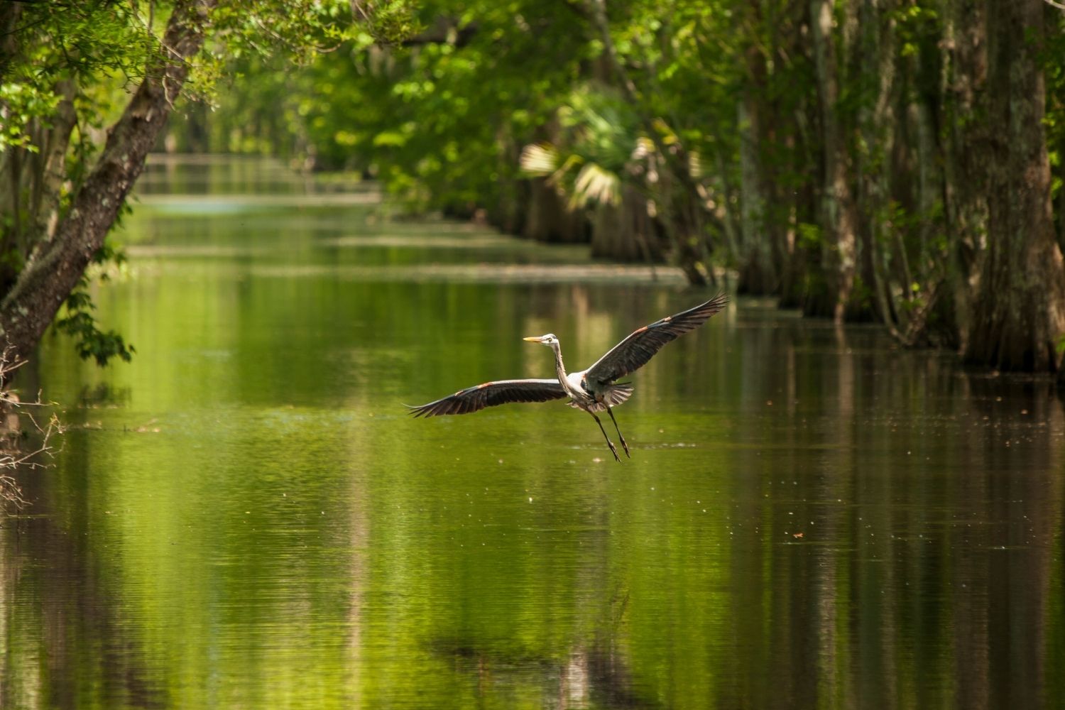 Secrets-Of-Louisiana8217s-Hidden-Bayou secrets-of-louisianas-hidden-bayou