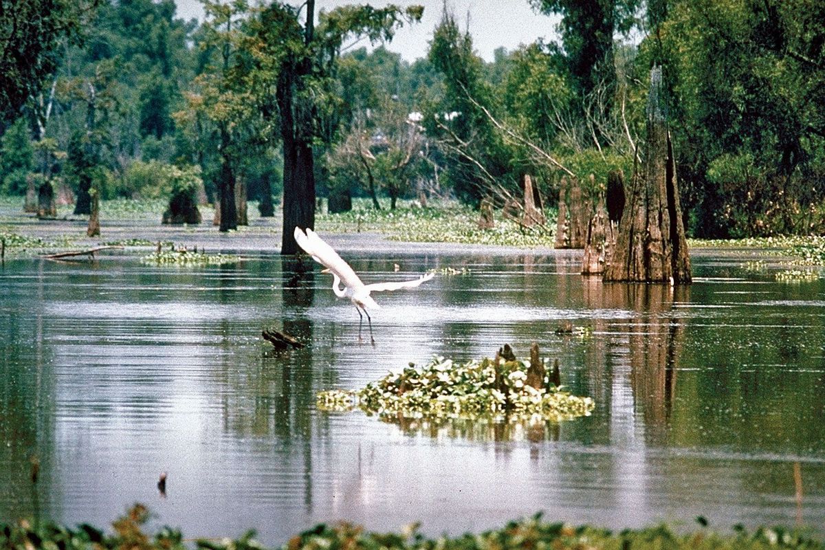 secrets-of-louisianas-sugar-creek