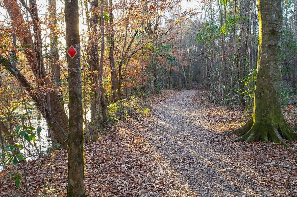 secrets-of-louisianas-wild-azalea-springs