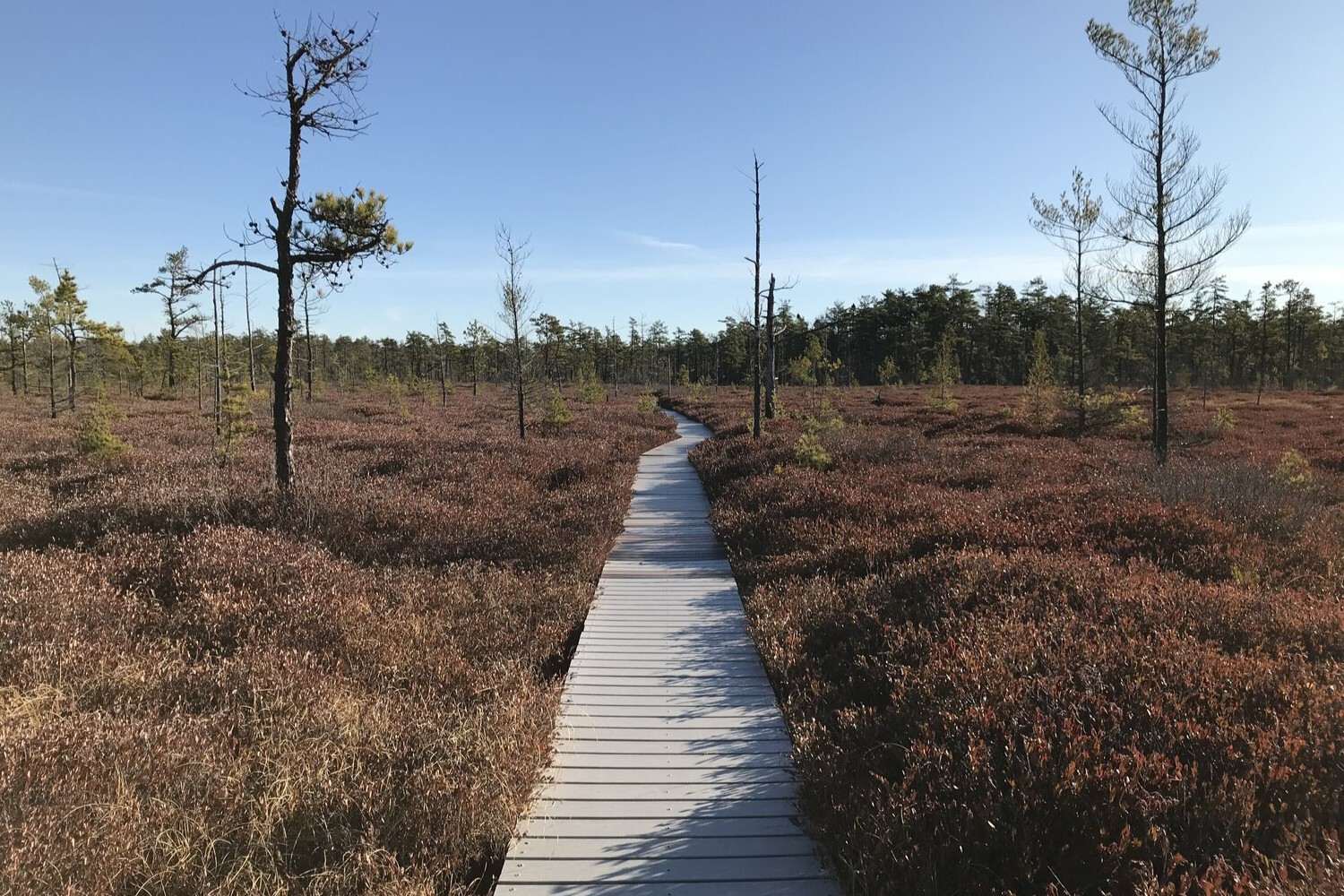 secrets-of-maines-great-heath-trails