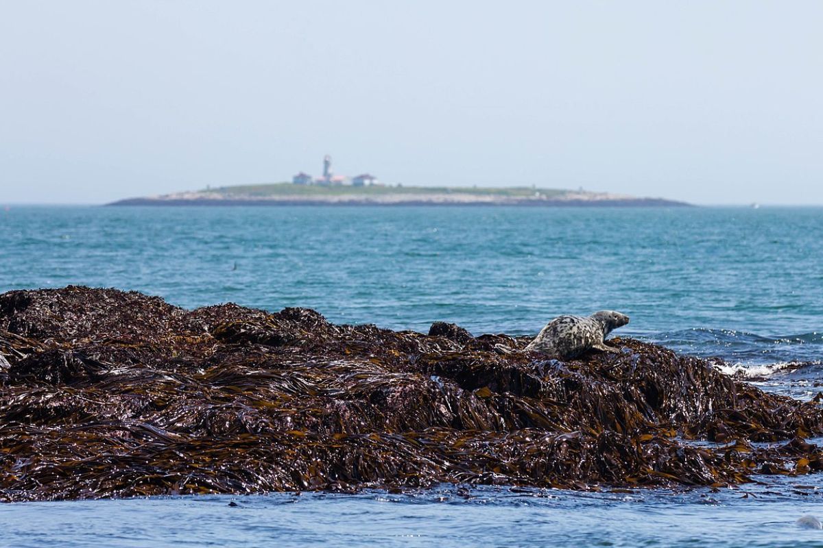 Secrets-Of-Maine8217s-Machias-Seal secrets-of-maines-machias-seal