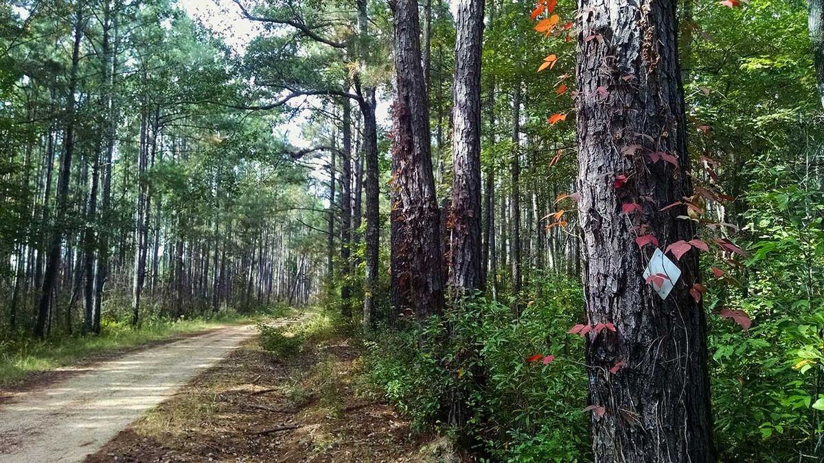 secrets-of-mississippis-black-creek-paths