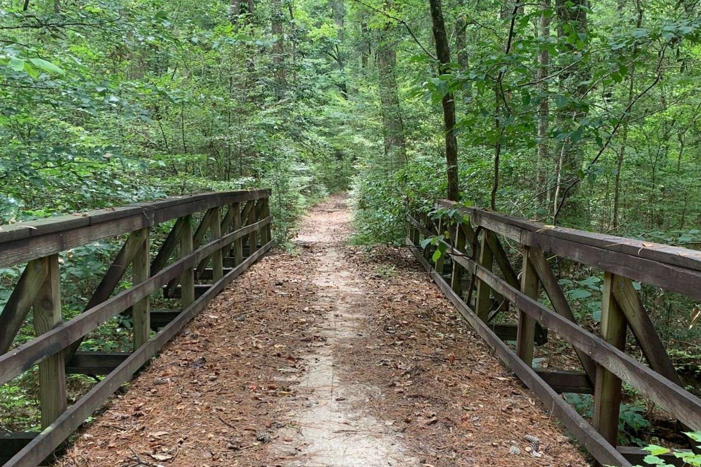 Secrets-Of-Mississippi8217s-Homochitto-Trails secrets-of-mississippis-homochitto-trails