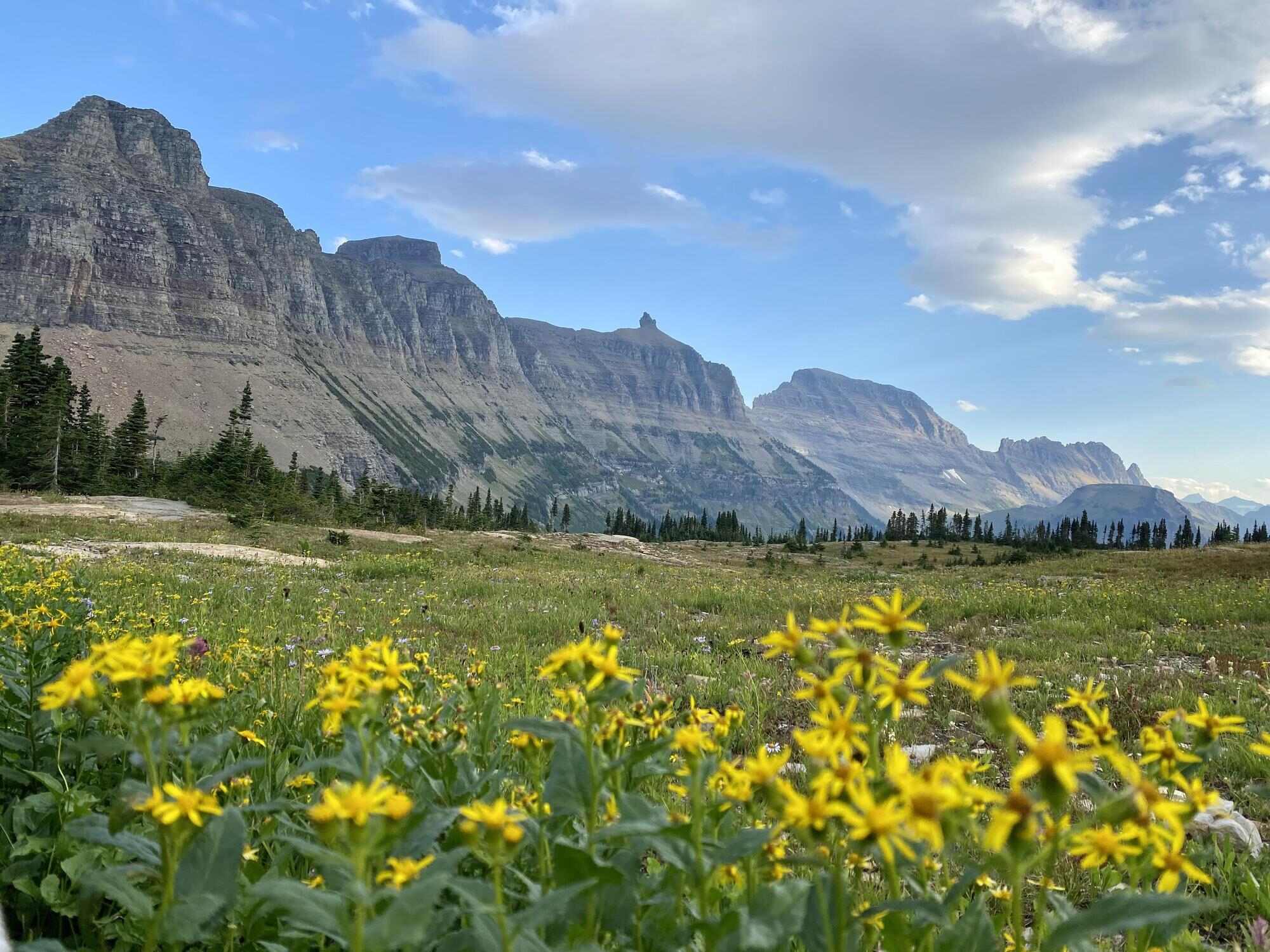 secrets-of-montanas-garden-wall