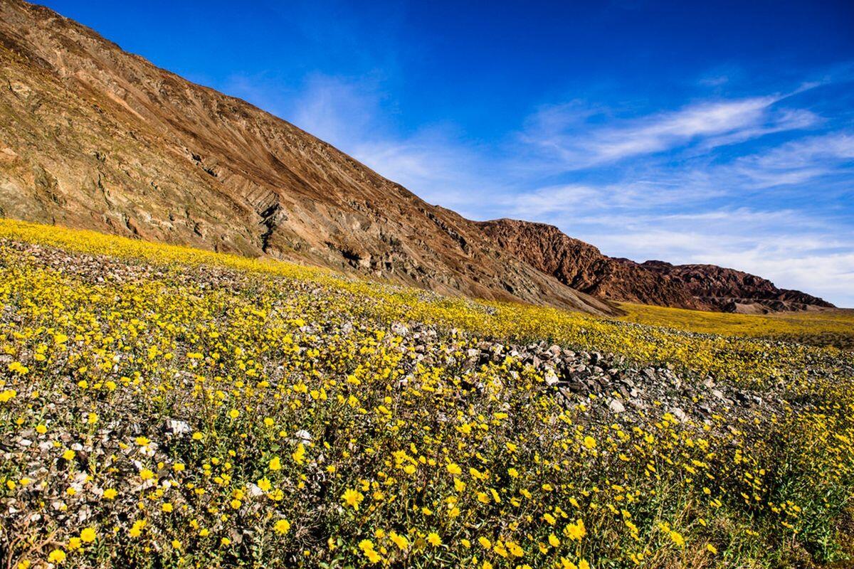 secrets-of-nevadas-desert-bloom