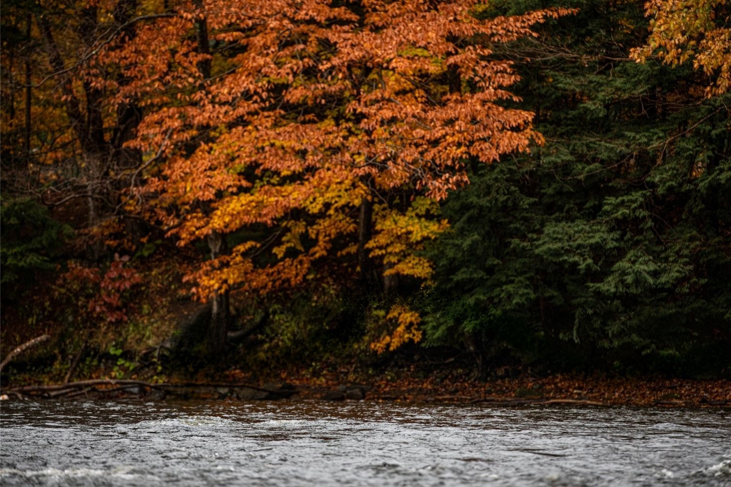 secrets-of-new-yorks-salmon-river