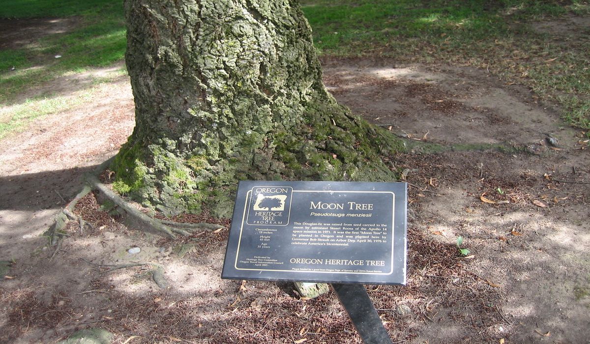 secrets-of-oregons-moon-tree