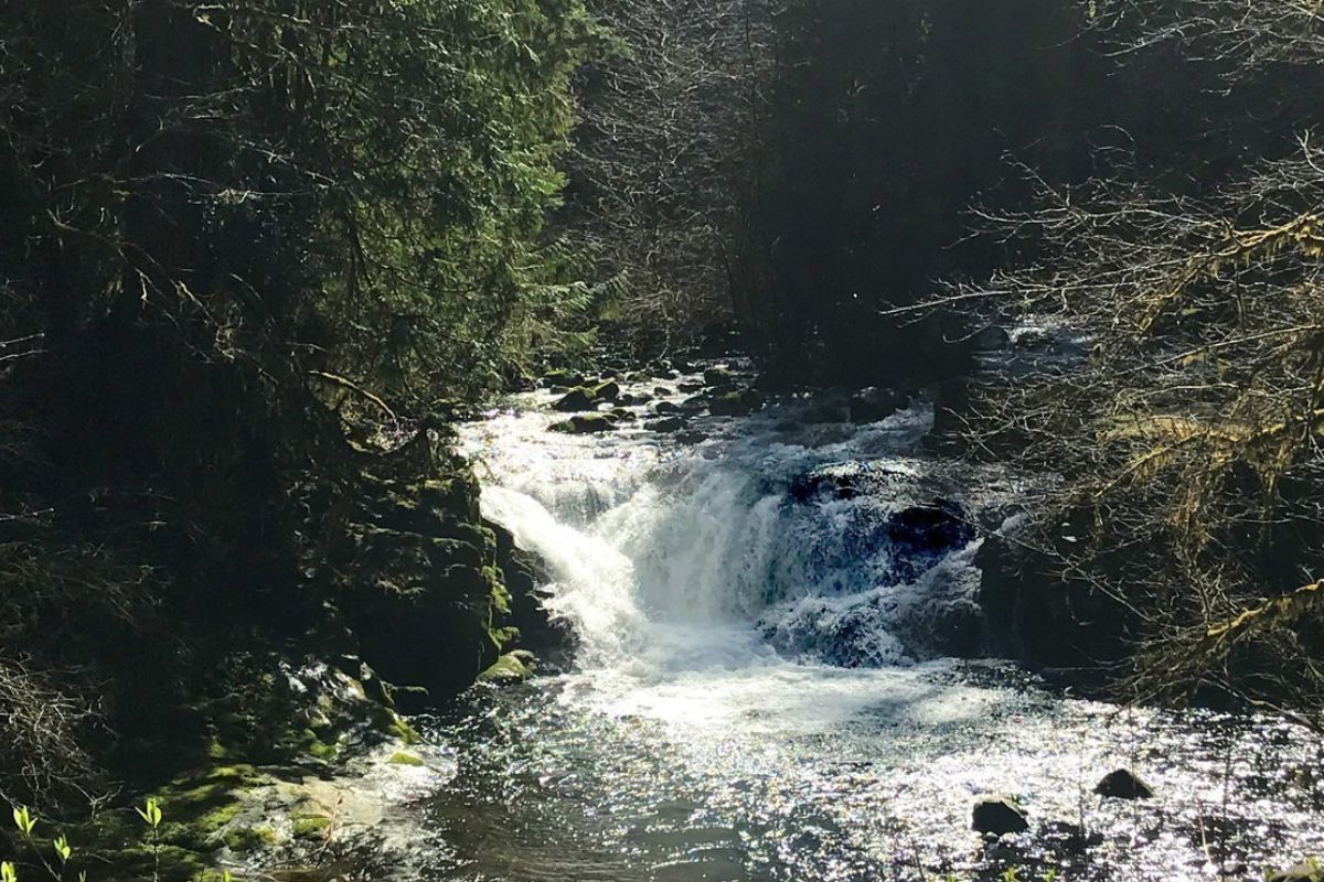 secrets-of-oregons-sweet-creek-falls