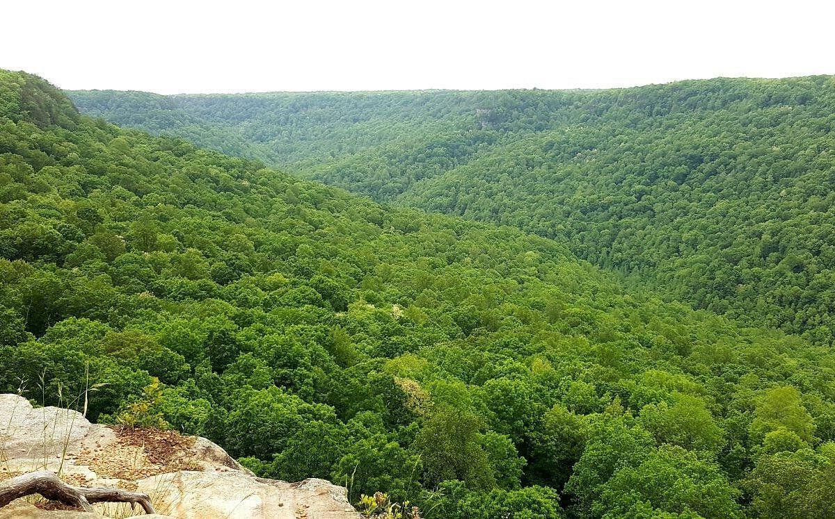 Hidden-Pioneer-Paths-In-Tennessee8217s-Savage-Gulf hidden-pioneer-paths-in-tennessees-savage-gulf