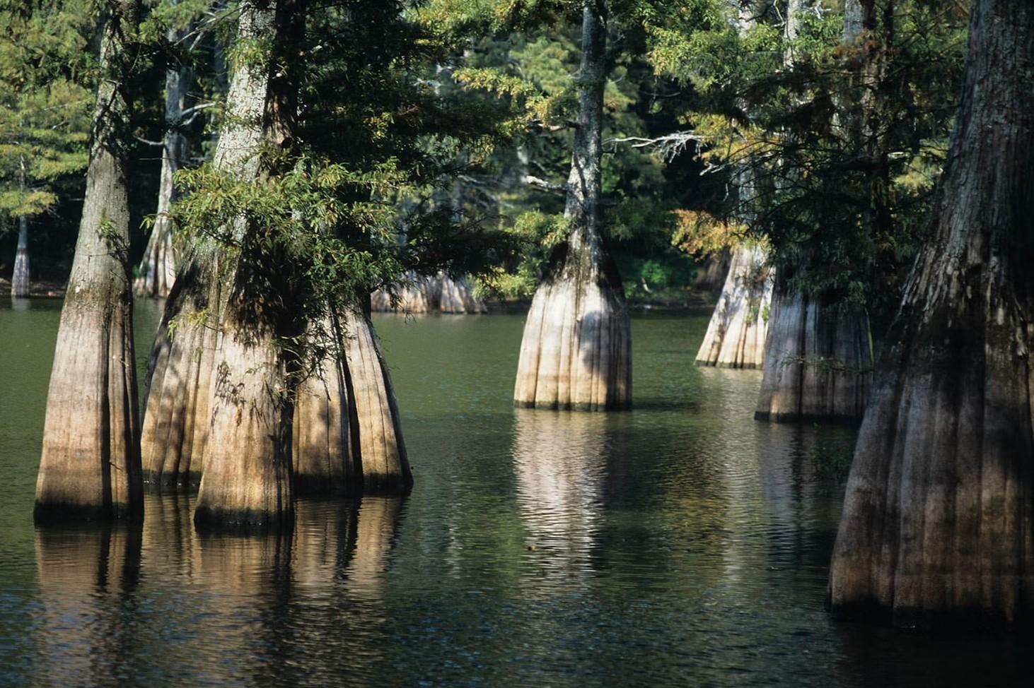 Hidden-Trading-Posts-Of-Texas8217-Big-Thicket hidden-trading-posts-of-texas-big-thicket