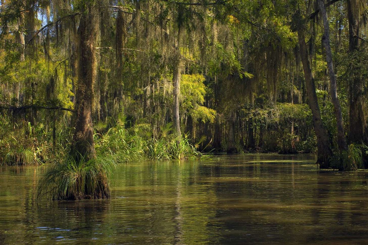 louisiana-manchac-swamp-mystery