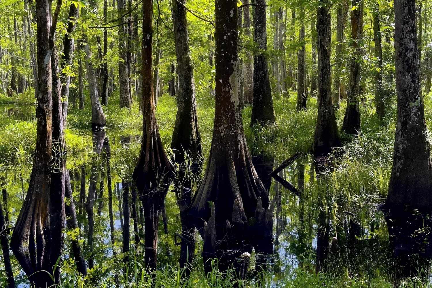 Louisiana-Palmetto-Island-Adventure louisiana-palmetto-island-adventure