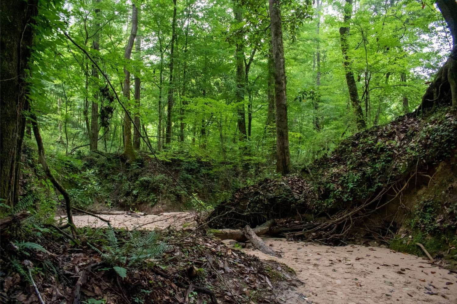 Louisiana-Tunica-Hills-Hidden-Layers louisiana-tunica-hills-hidden-layers