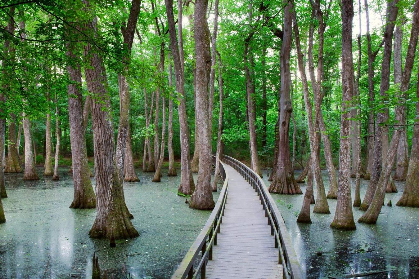 Mississippi-Cypress-Swamp-Springs-Adventure mississippi-cypress-swamp-springs-adventure