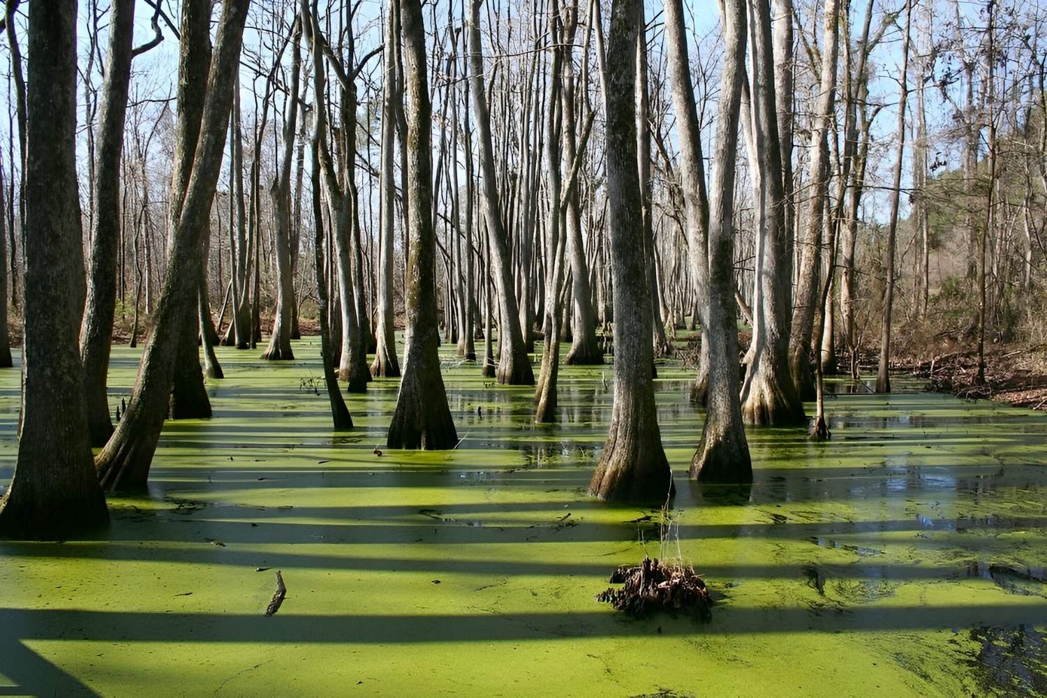 Mississippi-Cypress-Swamp-Springs-Mystery mississippi-cypress-swamp-springs-mystery