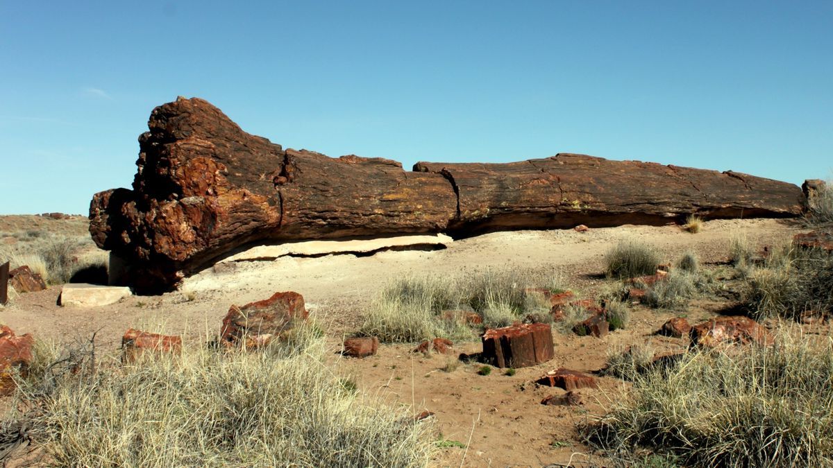 Montana8217s-Mysterious-Petrified-Forest montanas-mysterious-petrified-forest