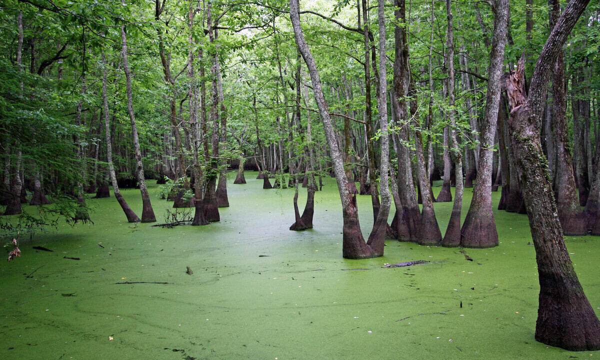 Mysteries-Of-Mississippi8217s-Jade-Pool mysteries-of-mississippis-jade-pool