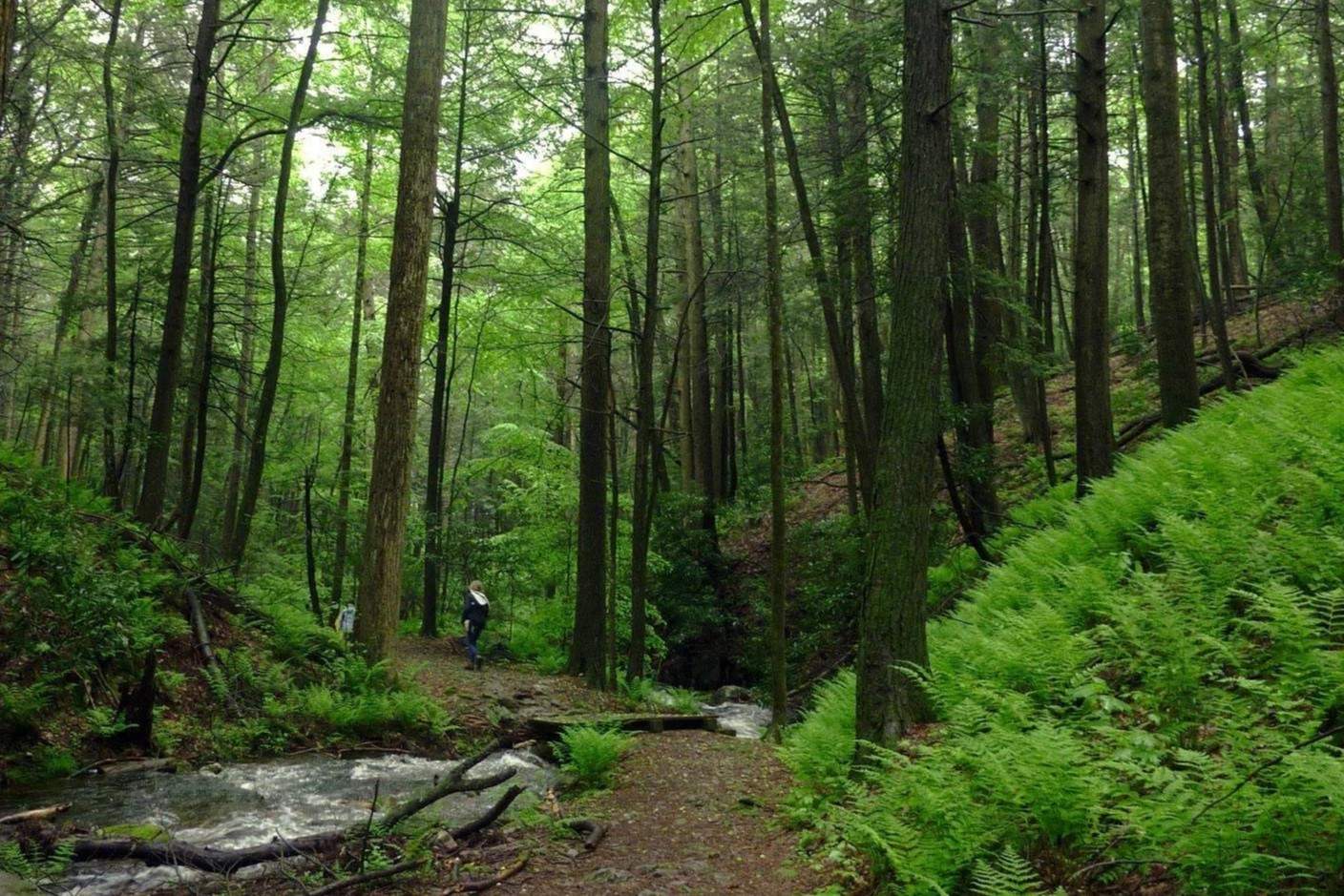 New-Jersey-Tillman-Ravine-Wonders new-jersey-tillman-ravine-wonders