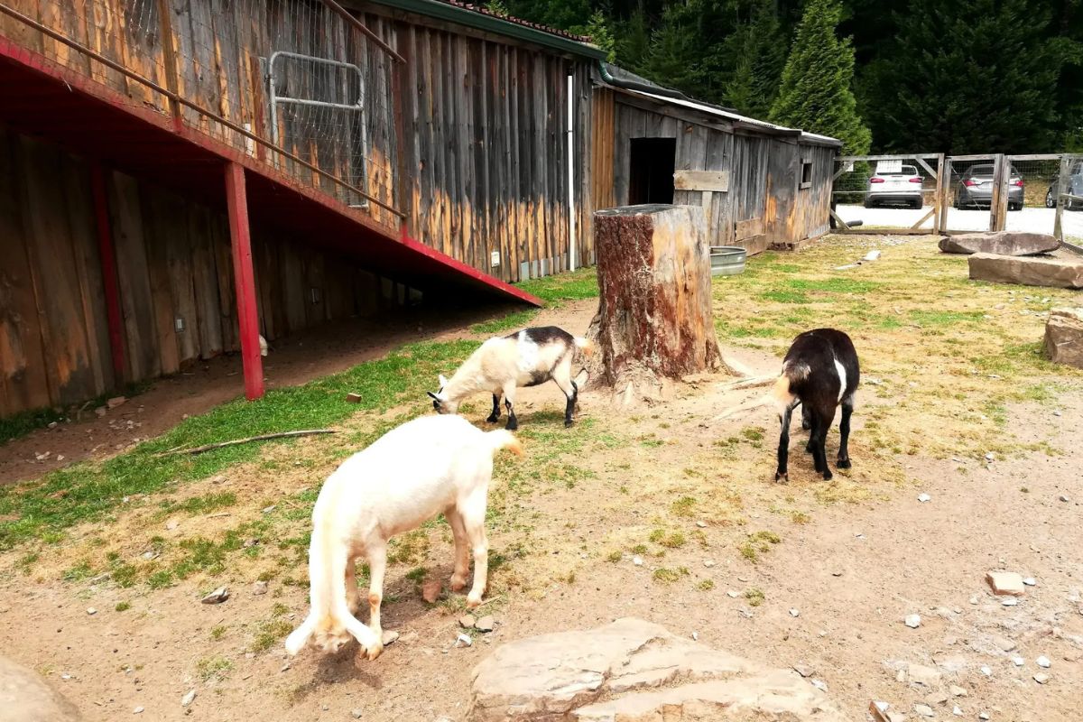 Secret-Waters-Beneath-Georgia8217s-Goats-On-The-Roof secret-waters-beneath-georgias-goats-on-the-roof