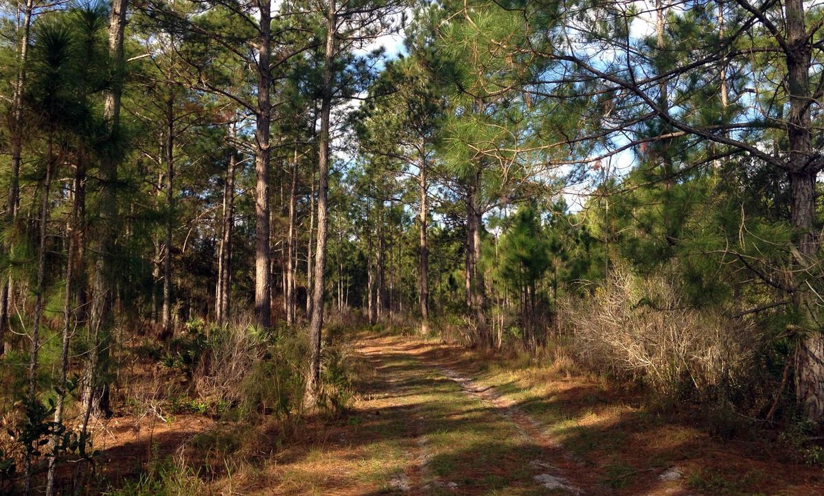 Secrets-Beneath-Florida8217s-Green-Swamp secrets-beneath-floridas-green-swamp