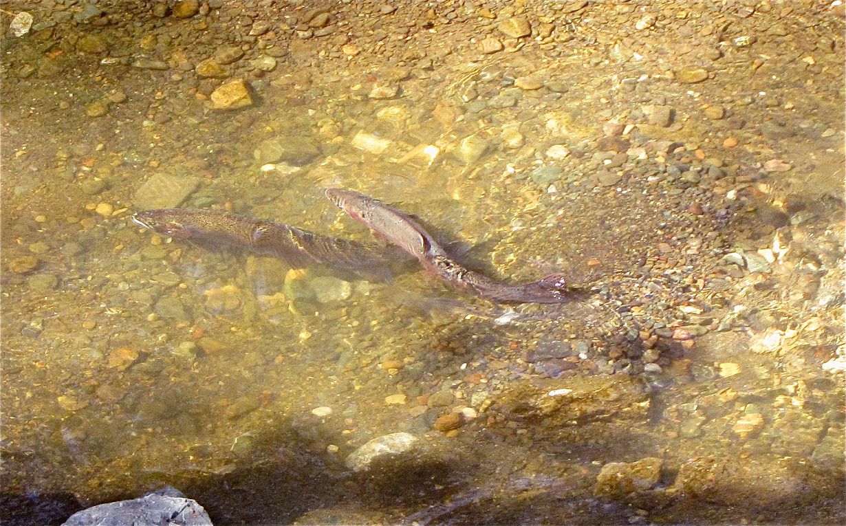 secrets-hidden-in-south-carolinas-stevens-creek