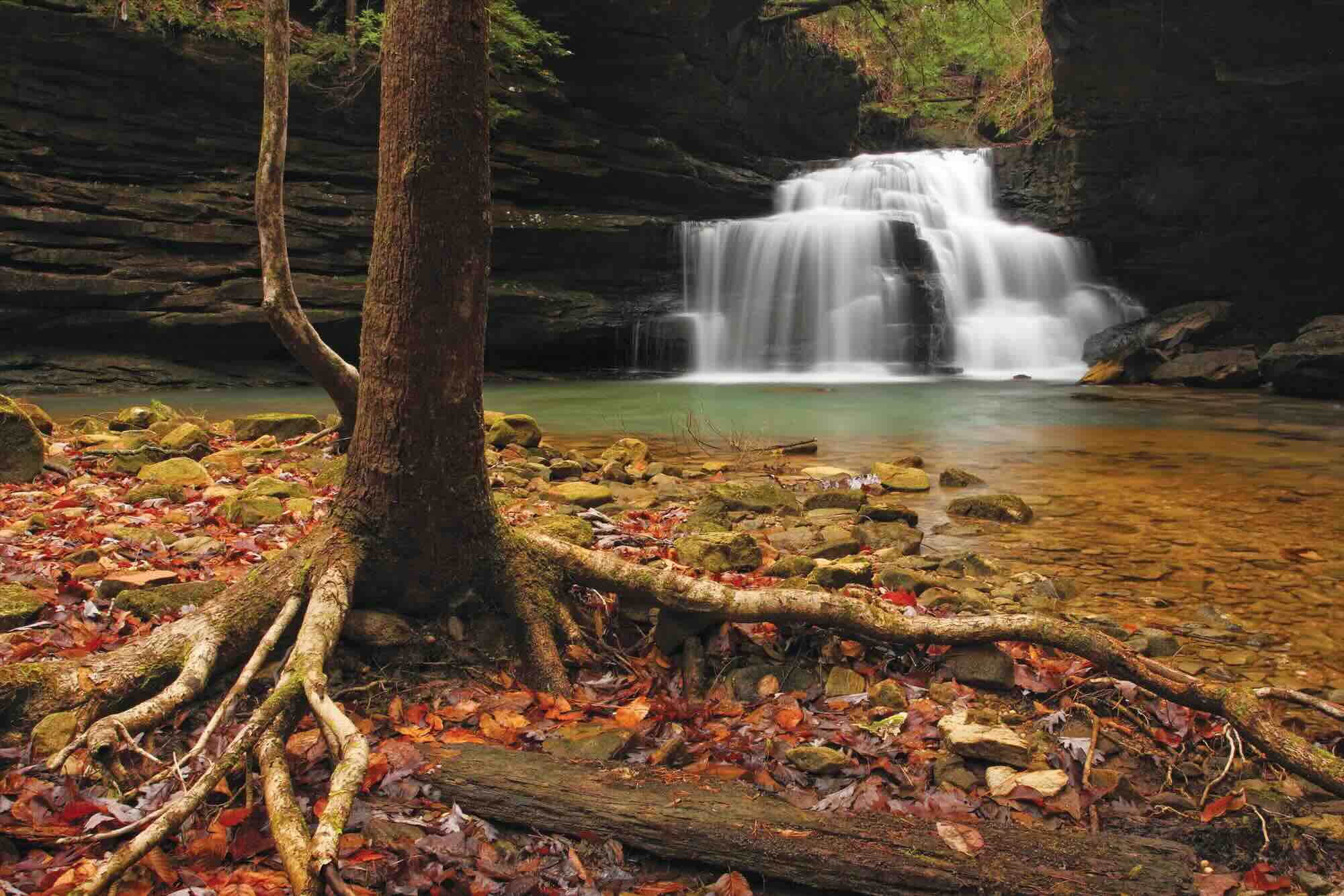 secrets-of-alabamas-bankhead-national-shells