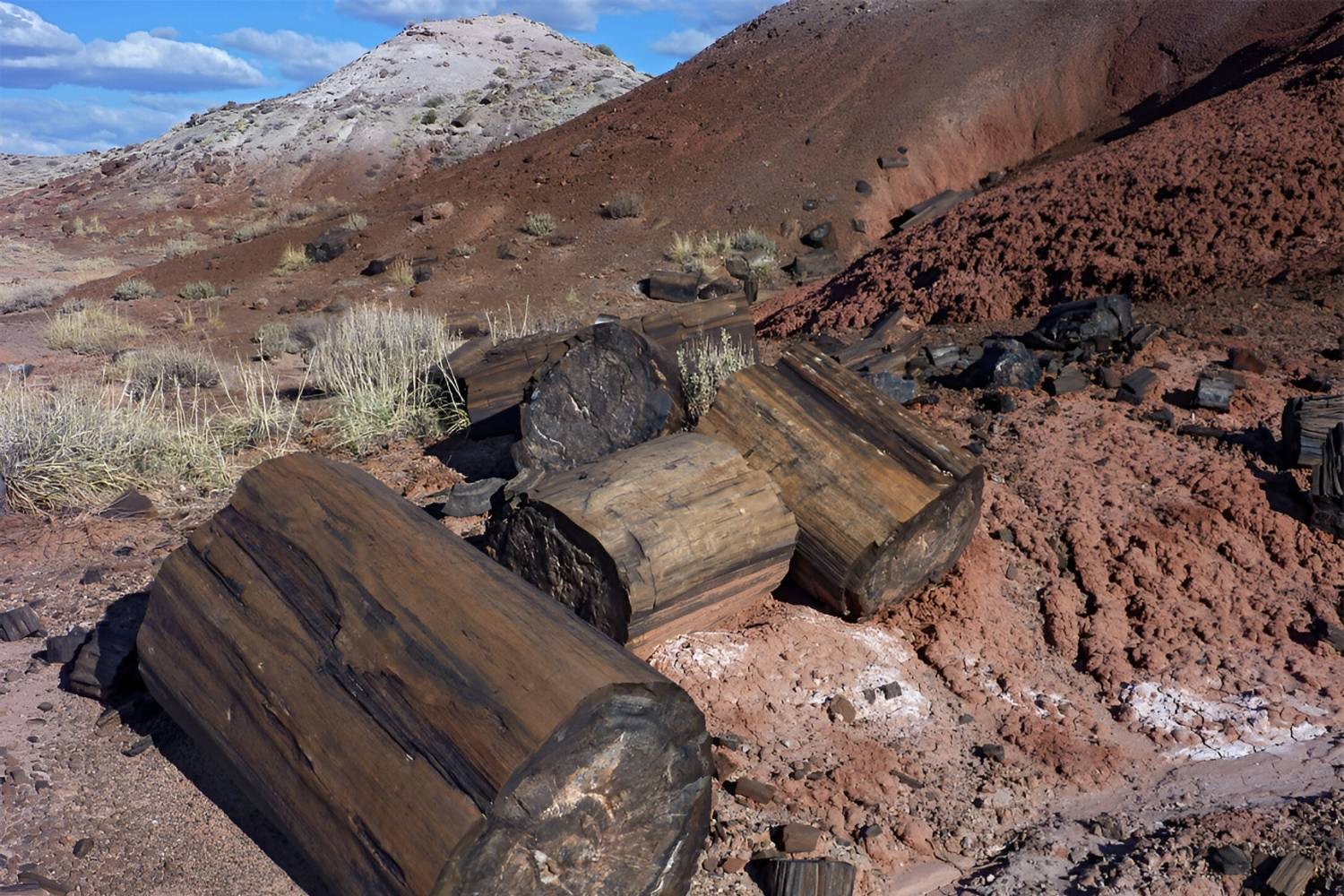secrets-of-arizonas-black-forest-petrified-forest