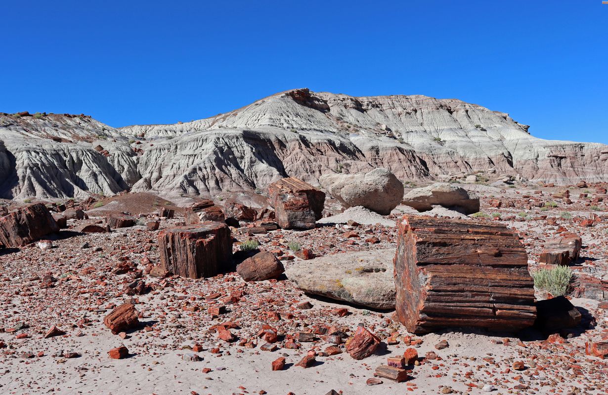 Secrets-Of-Arizona8217s-Petrified-Lakes secrets-of-arizonas-petrified-lakes