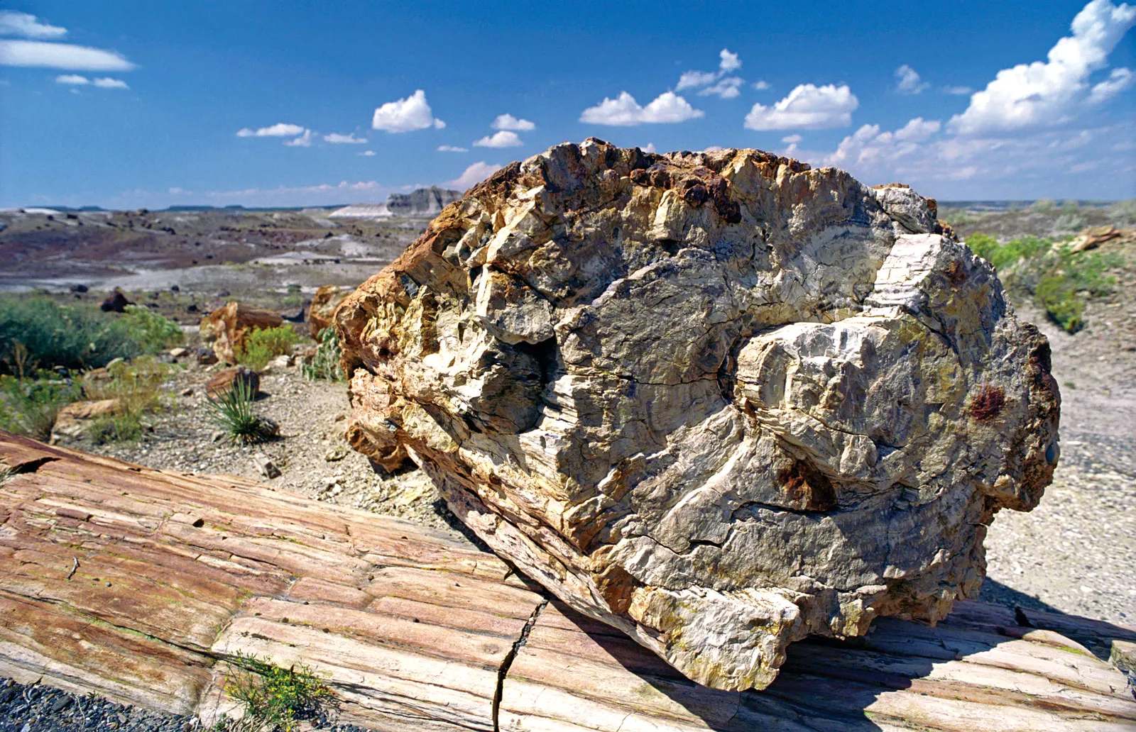 Secrets-Of-Arizona8217s-Petrified-Springs secrets-of-arizonas-petrified-springs