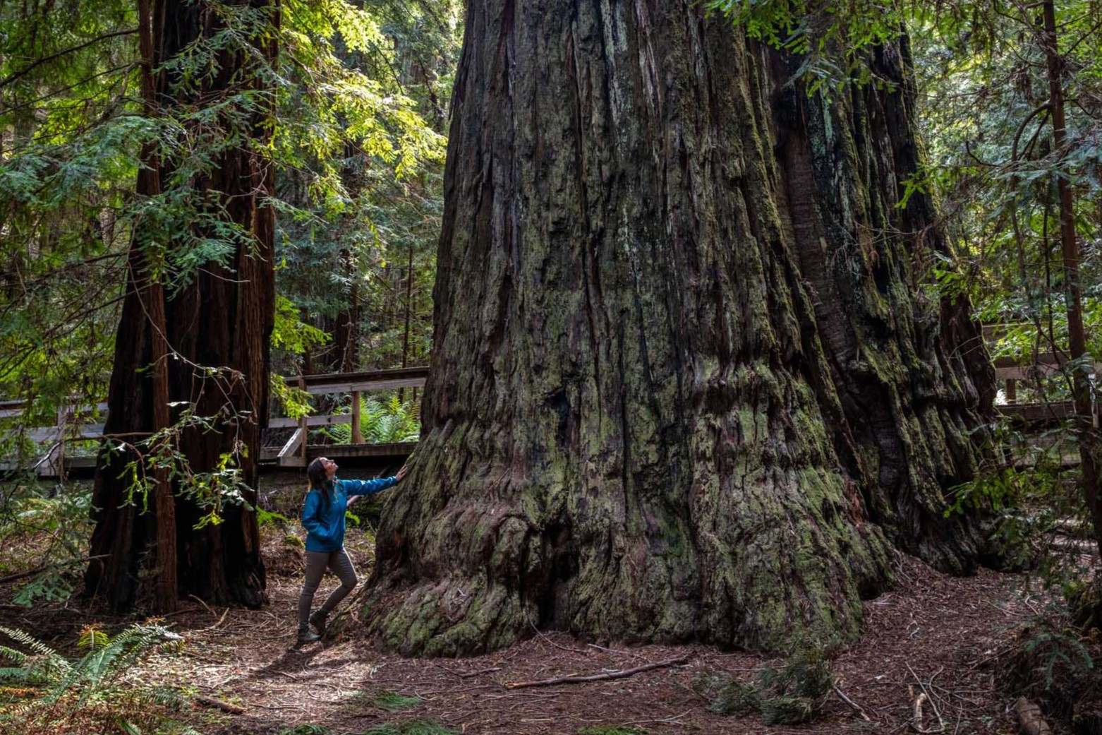 Secrets-Of-California8217s-Montgomery-Woods secrets-of-californias-montgomery-woods