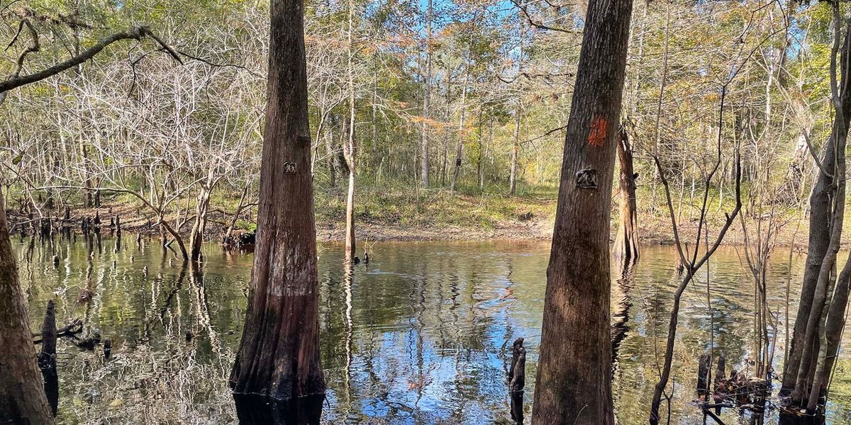 secrets-of-floridas-green-swamp-trails